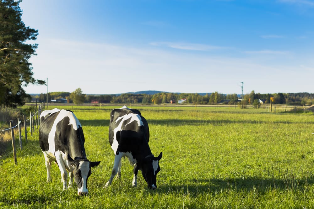 Juustoportti Vapaan lehmän maito